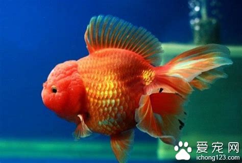 獅子頭金魚|獅頭金魚飼養懶人包